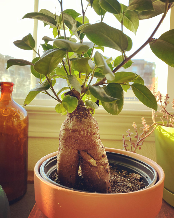 I fell in love the moment I laid eyes on him I had to have him My new plant