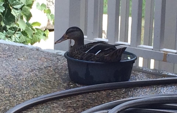 I filled up my dogs water dish outside and then this happened