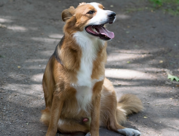 I finally got a picture of my dog without him moving