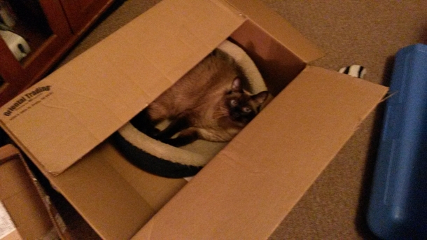 I fixed my cats bed today
