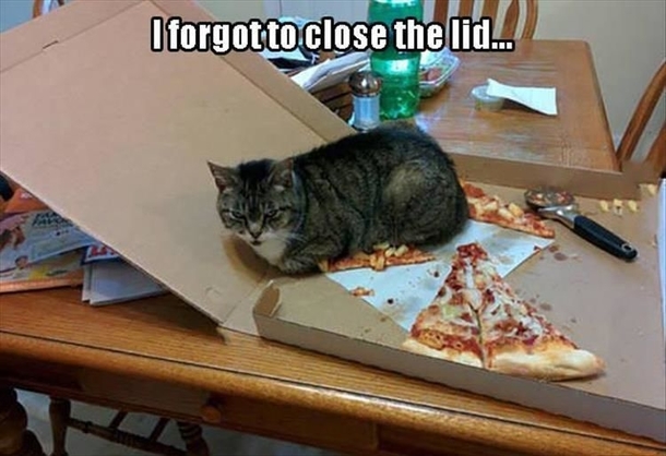 I Forget to Close Lid