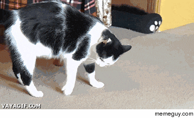 I forgot how to cat