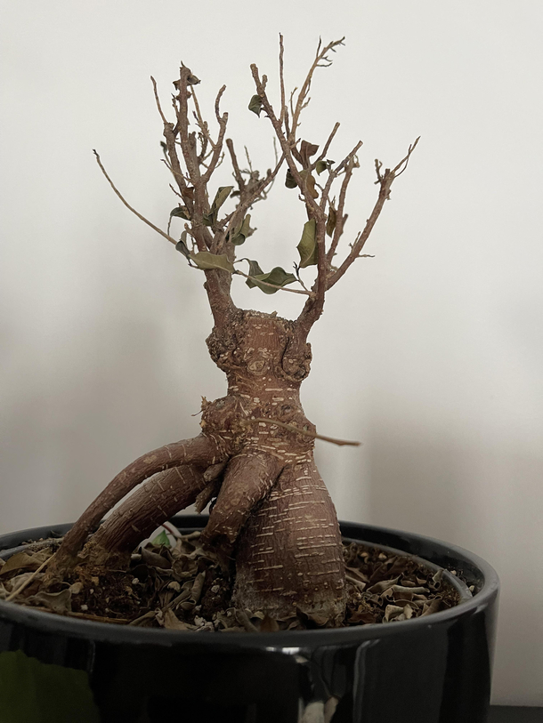 I forgot this bonsai tree was in my house and now its the Whomping Willow