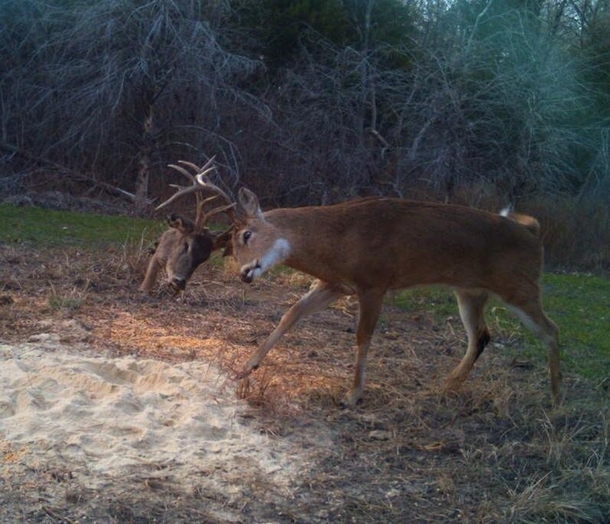 I found a buck and a quarter in the woods
