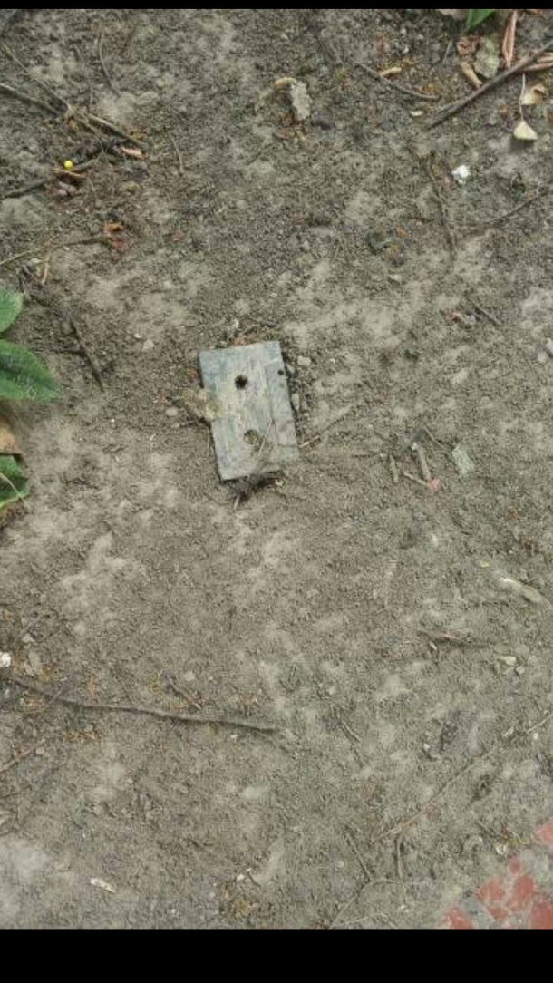 I found a fossil in my backyard