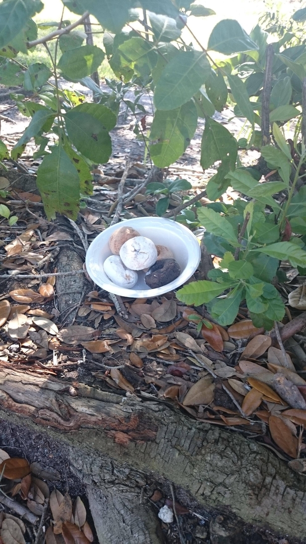 I found a nest of baby donuts Best not to touch them though or the mom will abandon them