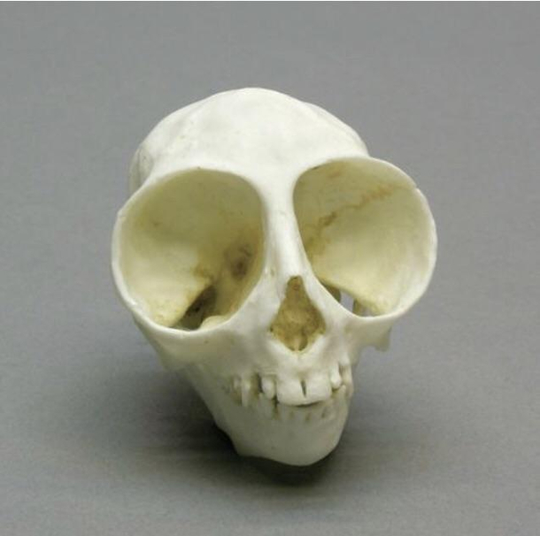 I found a skull of an anime girl