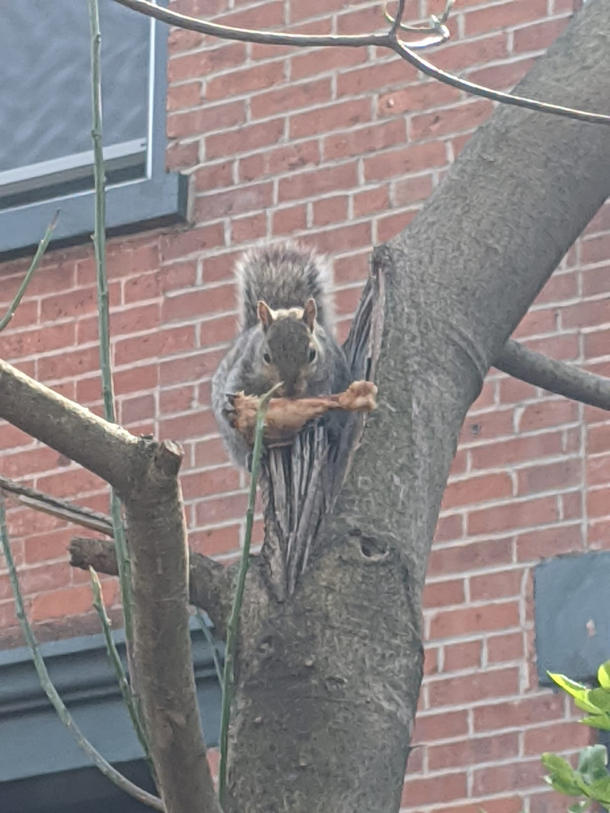 I found a squirrel eating fried chicken in a tree