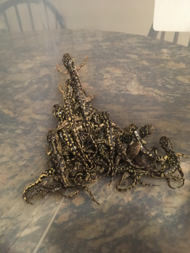 I found  salamanders in my house what do I do with them help me please