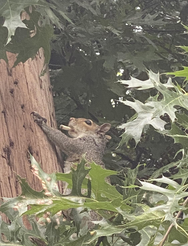 I found this cool squirrel smoking a cigarette