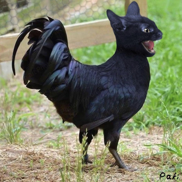 I found this image of a cat photoshopped onto a rooster and I