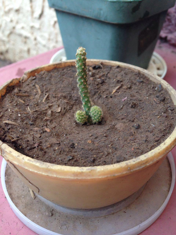 I found this picture of when my cactus was growing up  you know