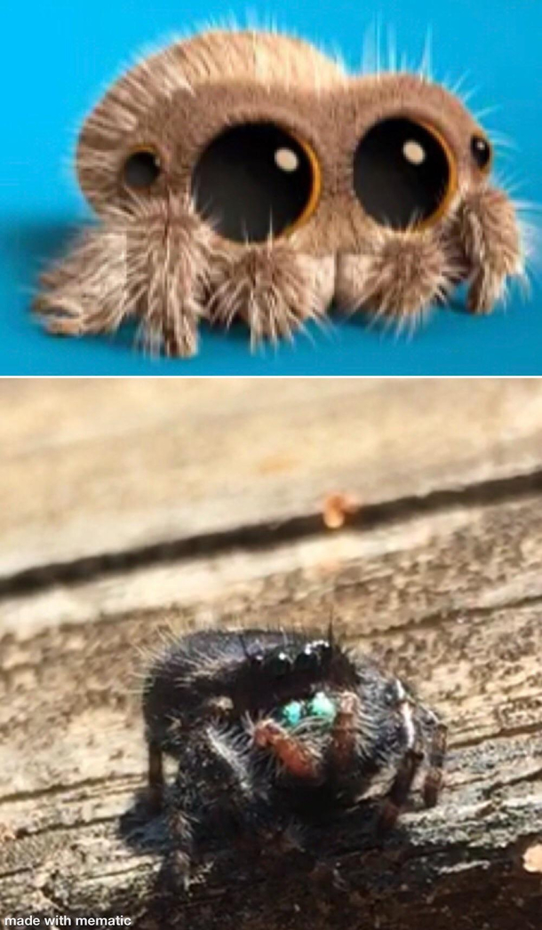 I found this spider that looked like Lucas The Spider Sorry Arachnophobia people