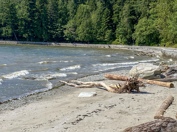 I found this today in Stanley Park Second Beach From far I first thought there is a slim lady sunbathing but looking closer I saw this Is it an artwork Or is it natural I wonder
