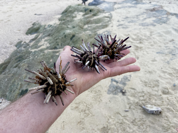 I found three COVIDs at the beach today
