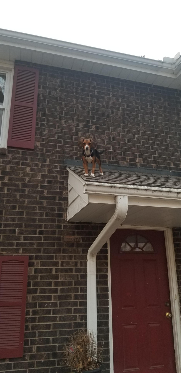 I fucked up leaving my windows open while shampooing my carpet