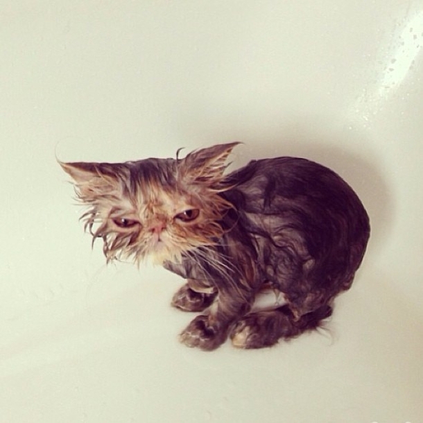I gave my cat a bath