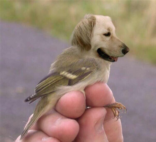 I Googled Golden Retriever Bird Dog Definitely Not Disappointed