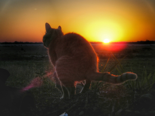 I googled Majestic Sunrisesomewhat disappointed