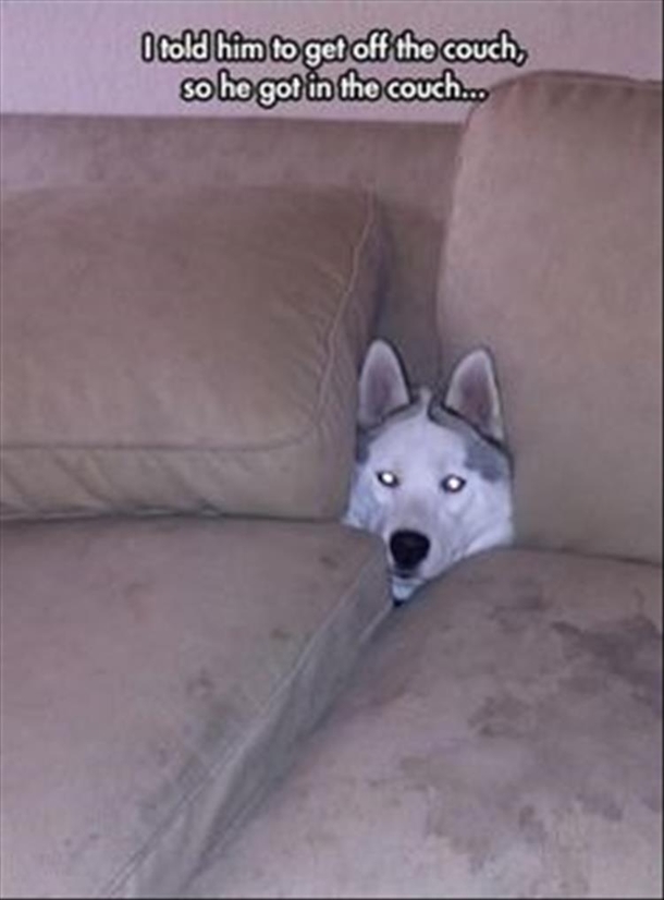 I googled Savage Dog too and look at what I found