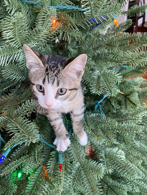 I got this new Christmas tree ornament Its surprisingly very lifelike