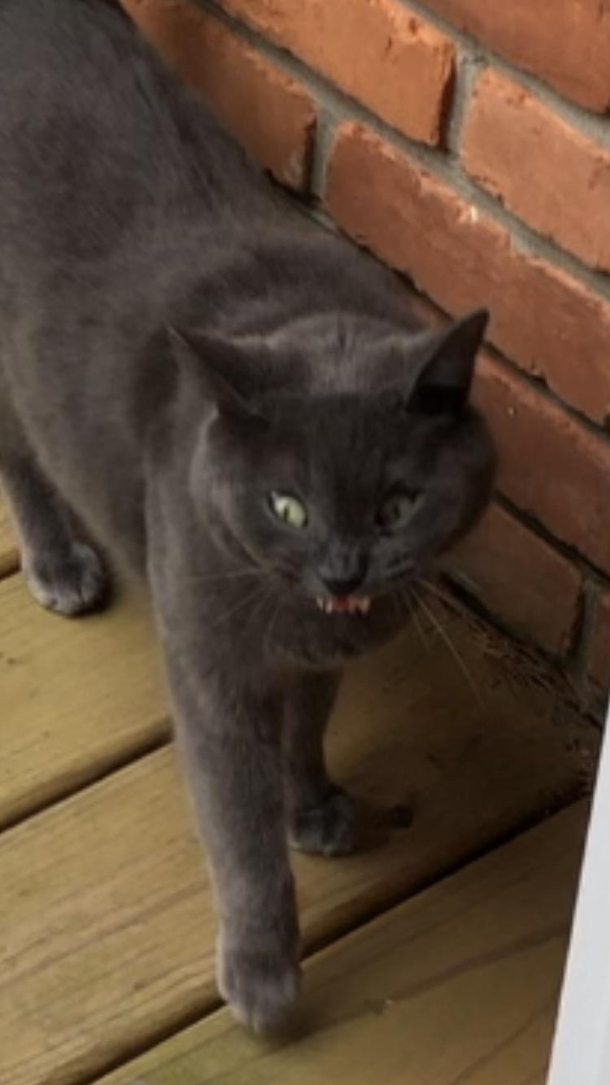 I got this picture of a cat that was about to yawn lol