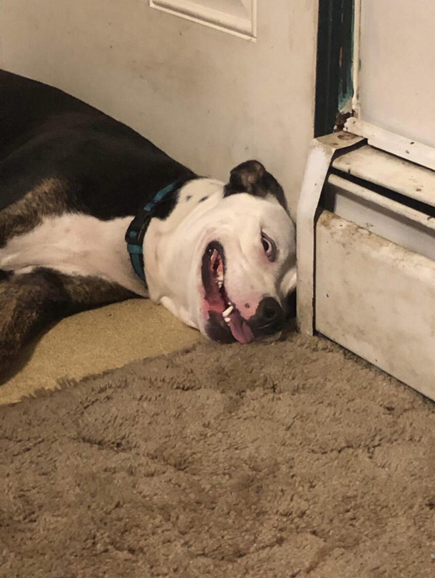 I got this picture of my dog a while back
