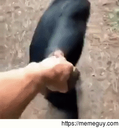I got you human