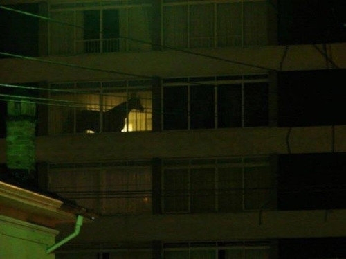 I guess hes an indoor horse