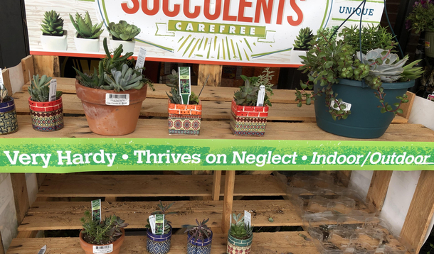 I guess Im a succulent