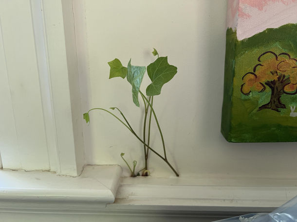 I guess nature really does find a way