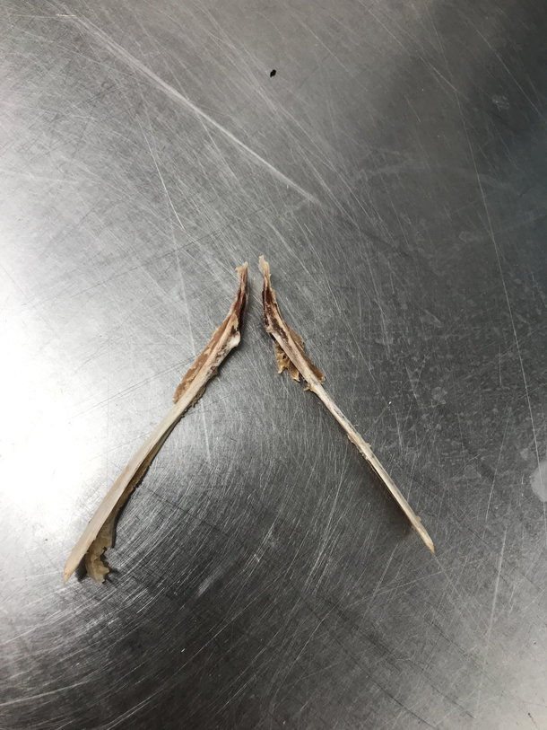 I had my daughter do her first wishbone today and this happened