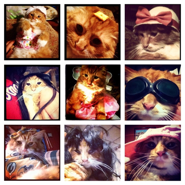 I had my sister watch my cat for a couple days and these are all the updates she sent me