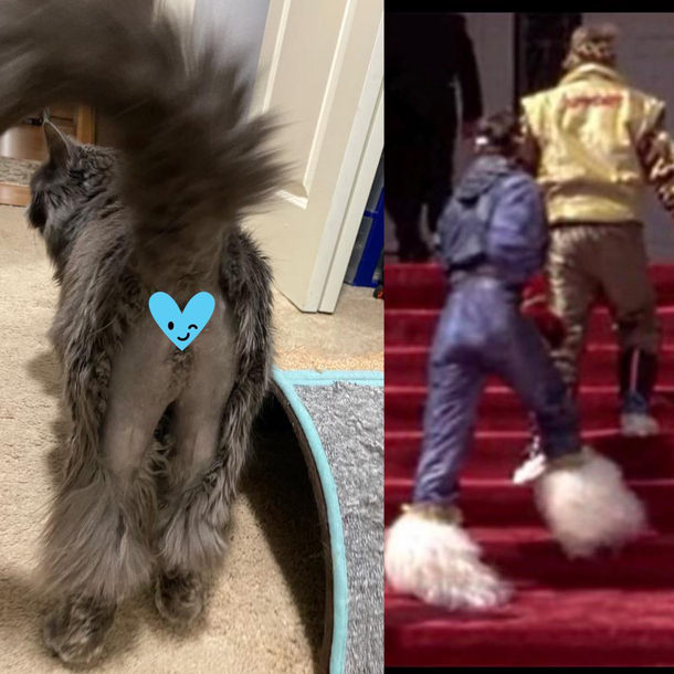 I had to shave my cats backside because she has no regard for bathroom hygiene Now she looks like Lloyd from Dumb and Dumber Who wore it better