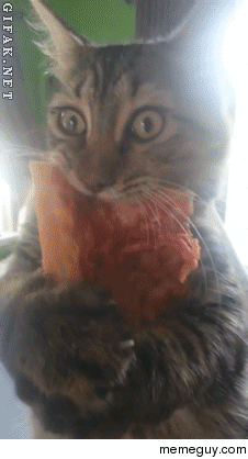 I has a Pizza