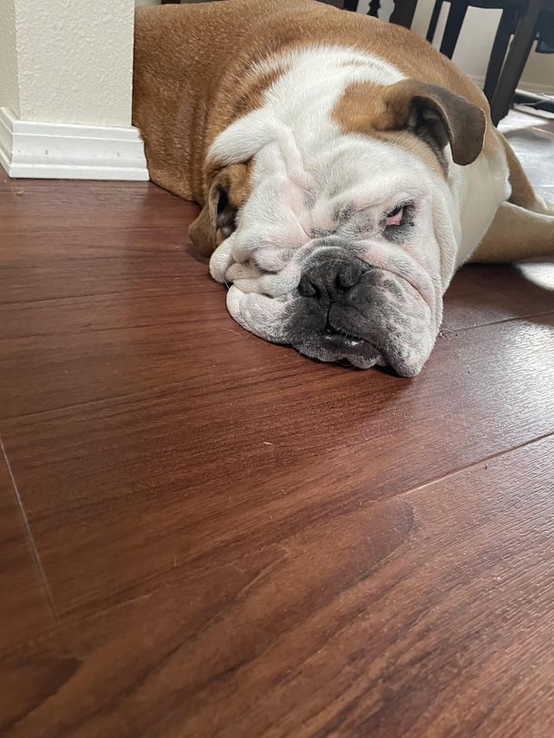 I have a dog my mom has this bulldog I cant explain the phenomenon that makes humans continue to make these things