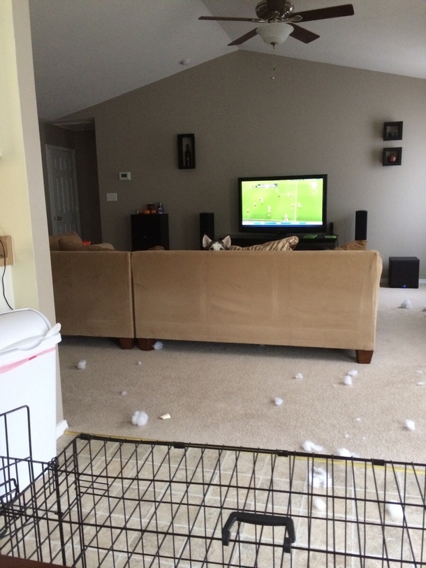I have absolutely no idea who shredded the cusion