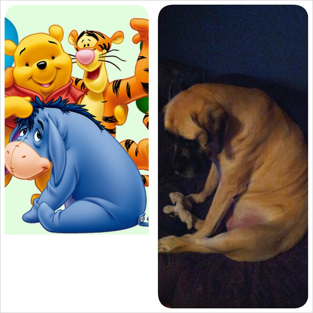 I have Eeyore for a dog