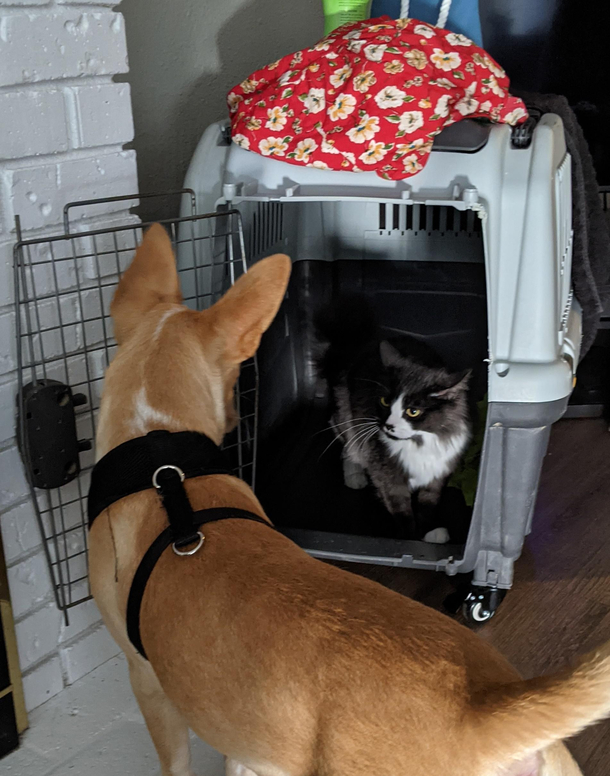 I have family visiting they brought their dog My cat stole his kennel Dont get confused who runs this house