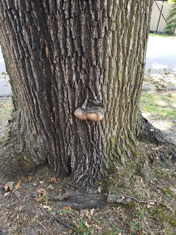 I have heard of chestnuts but not full out tree nuts