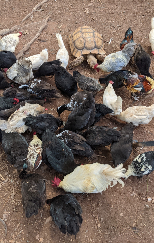 I have one chicken that looks awfully strange