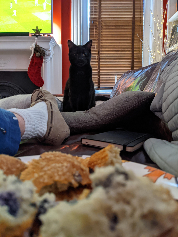 I hear that cats stalking food are popular here
