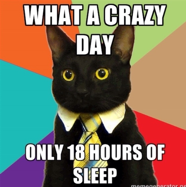 I heard business cat is back