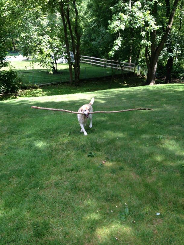 I heard multiple banging noises on the side of my house so I went outside 