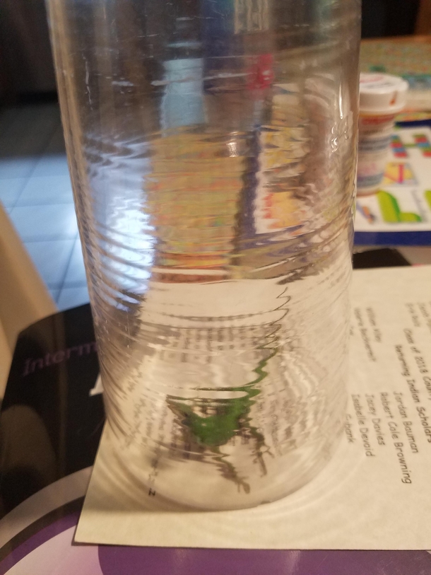 I heard my mom screaming and knocked over my laptop and a chaor running to help She was terrified of the huge awful reptile that got into her room I captured the beast and took a picture of my prize