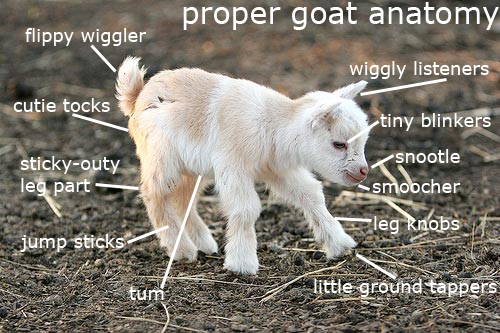 I heard somebody posted the spider anatomy picture again Here Ill give you guys this to take it off your mind again The proper anatomy of a goat