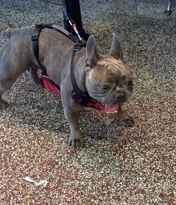 I heard what I thought was a wheezy child screaming behind me at the airport