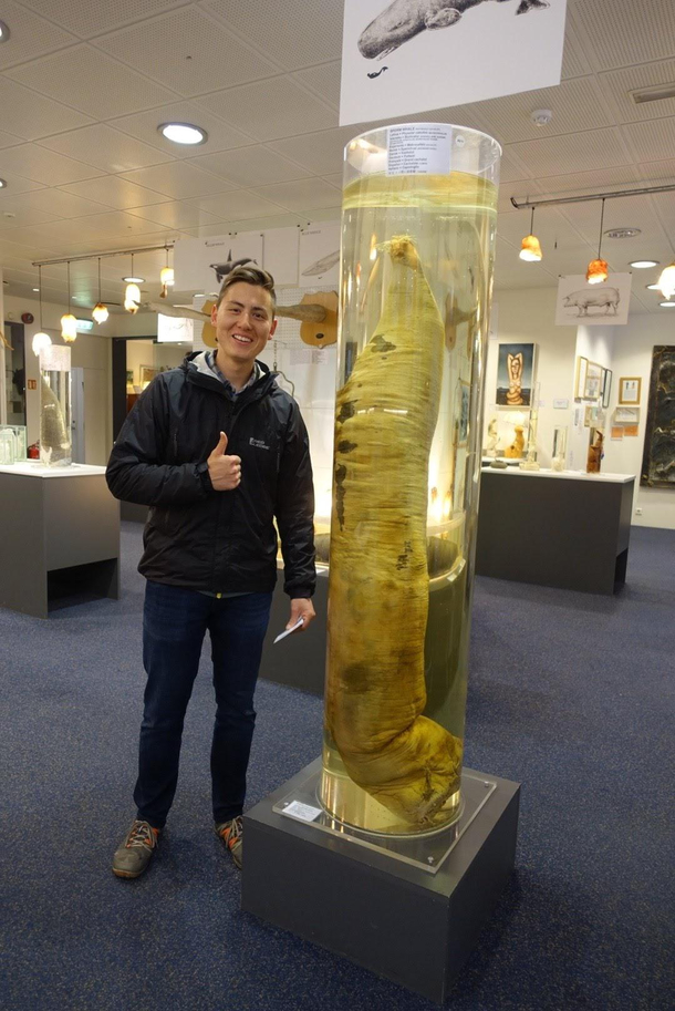 I heard you guys like pictures of people at the Icelandic Phallological Museum Blue Whale penis for scale
