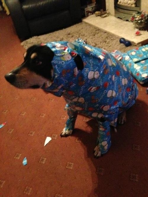 I hope its a cat