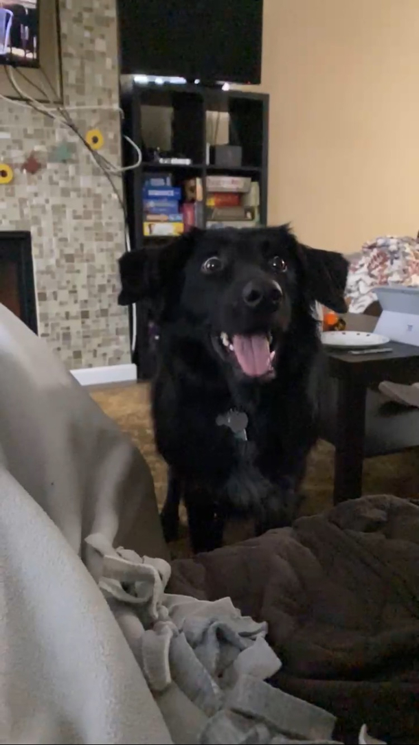 I hope you all find someone who looks at you the way my dog looks at a tennis ball about to be thrown 